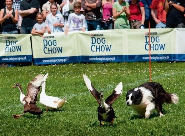 Park Śląski: Latające psy w Rosarium, czyli Dog Chow Disc Cup 2012