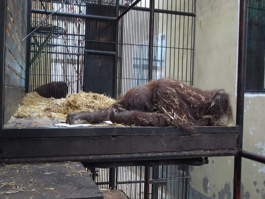 Zdolna małpa z zoo w Gdańsku. Orangutanica Raja rysuje jak 3-latek! ZDJĘCIA