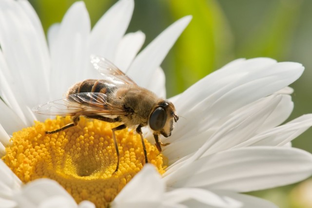 Pszczoły wytwarzają cenne produkty, m.in. propolis, mleczko i wosk