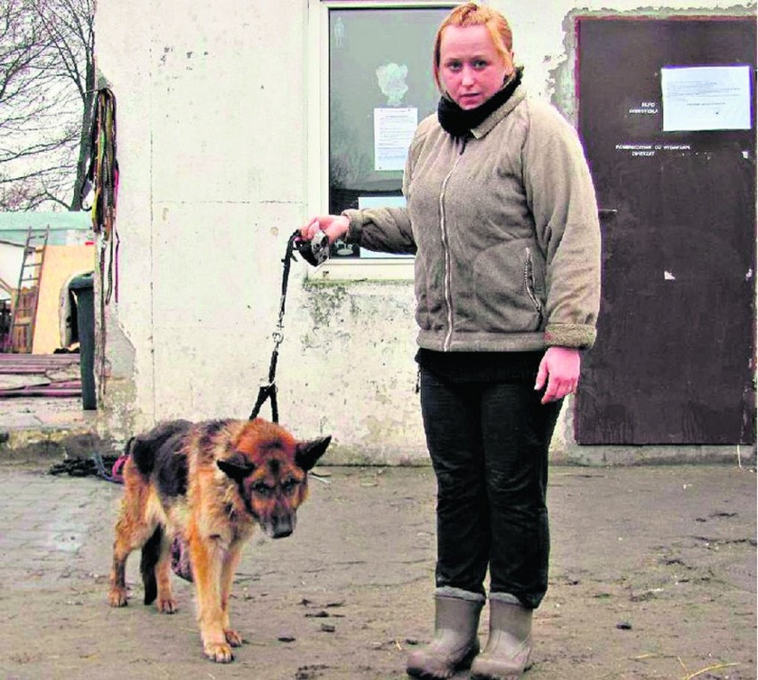 Ledwo żywy pies trafił do azylu, po dwóch dniach zdechł