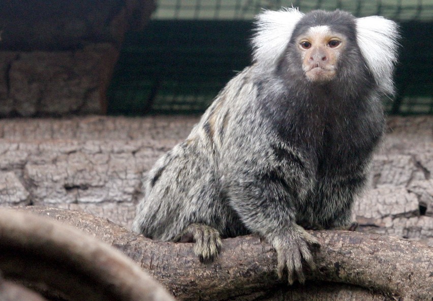 Sześć małpek z wrocławskiego zoo nie żyje. Winni są ludzie?