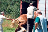 Zamiast koni w Żorach będą teraz sprzedawać gęsi i kaczki