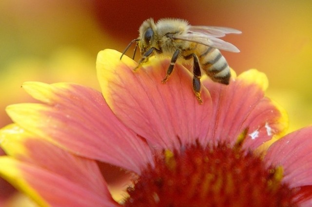 Chemizacja rolnictwa to poważne zagrożenie dla pszczelich rodzin.