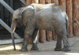 Krakowskie zoo rozkręci interes na nawozie od słoni?