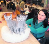W weekend w Jaworznie odbyła się Międzynarodowa Wystawa Kotów Rasowych