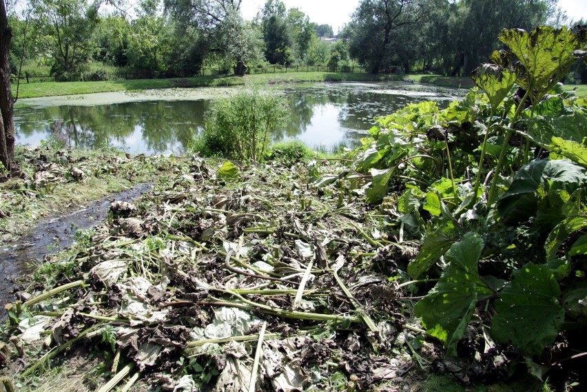 Ogród Botaniczny UMCS smutny i zapuszczony (FOTO)