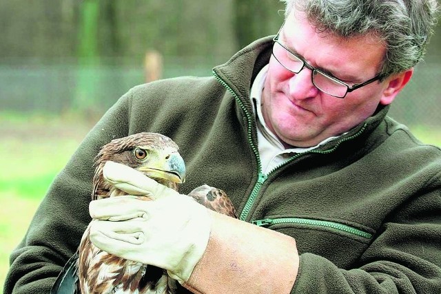Dr Piotr Szymański z Uniwersytetu Przyrodniczego, szef azylu dla zwierząt, wypuszcza na wolność orła bielika