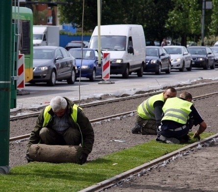 Torowisko na ulicy Grunwaldzkiej zaczęło się zazieleniać....