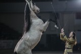 Parada Jeździecka 2012: Pokazy tresury, jazdy kozaków i koni arabskich [ZDJĘCIA]