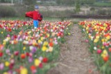 Targi Tulipanów Chrzypsko Wielkie: Wybierz się na majówkę [ZDJĘCIA]