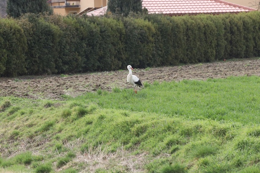 Spotkaliśmy bociana spacerującego po polu w Raczkowej [ZDJĘCIA]   
