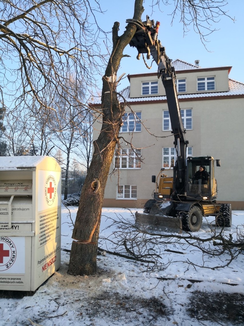 Lębork. Wycięto pierwsze drzewo pod budowę parkingu przy Wojska Polskiego i SP 1
