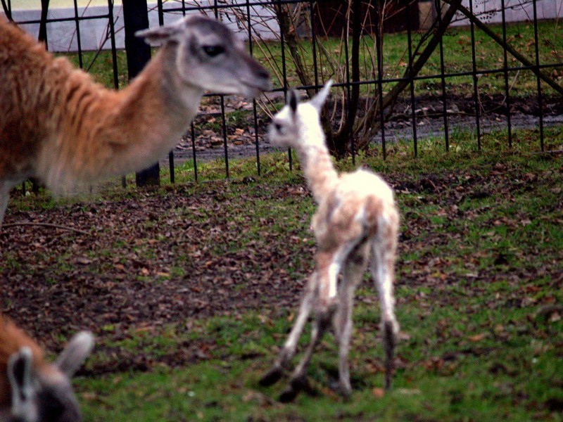KRÓTKO: W Śląskim Ogrodzie Zoologicznym urodził się gwanako z rodziny wielbłądowatych
