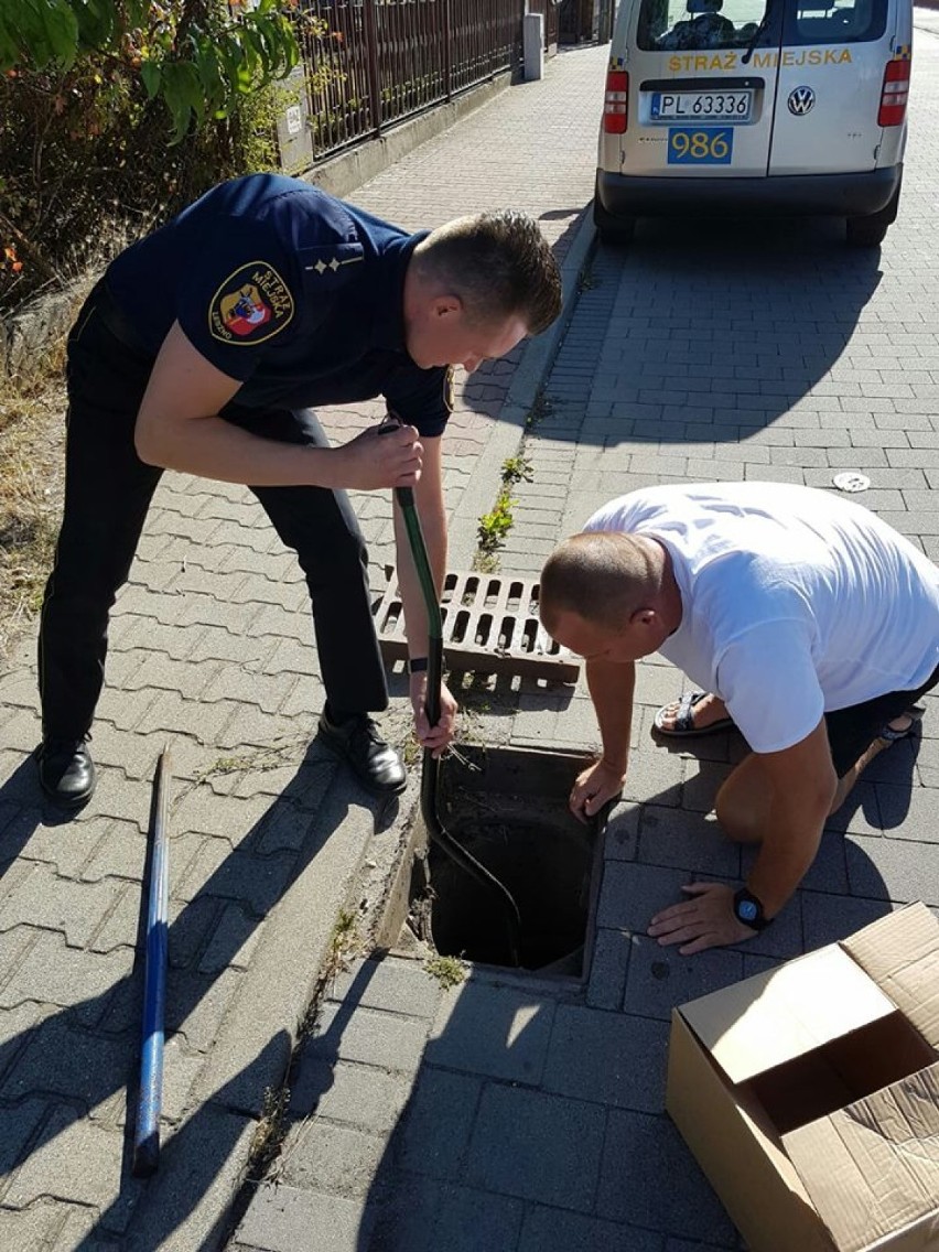 Strażnicy miejscy z Leszna uratowali młode kaczki ze ścieku