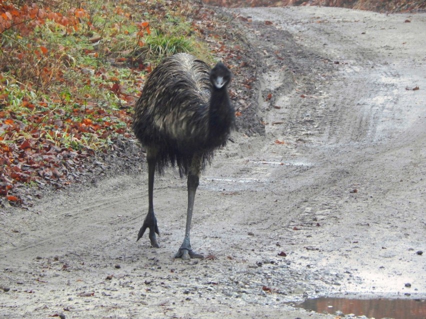 Emu uciekł z folwarku i zamieszkał w Puszczy Wkrzańskiej