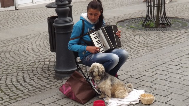 didlu didlu, luli luli dla piesia i przechodniów.,