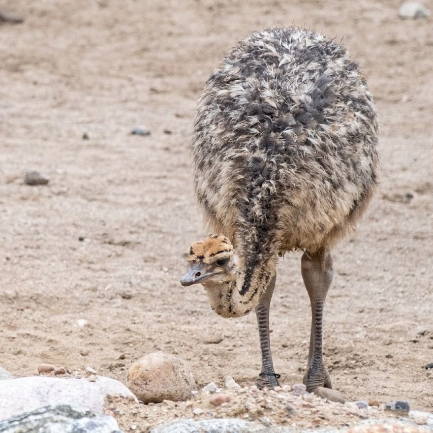 Nowe zwierzęta w płockim ZOO! Do Płockiego Ogrodu Zoologicznego dołączyli żyrafa i strusie! Zobacz nowe zwierzęta [ZDJĘCIA]