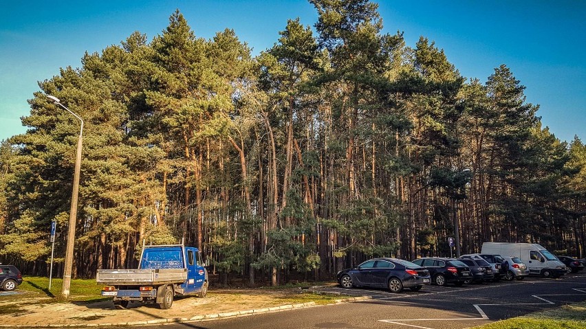 Cena wyjścjiowa na działkę przy Rejtana w Lesznie to 3,5 miliona zł. Ten las miałby zniknąć, by zrobić miejsce blokom