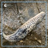 Obcy w Tatrach. W polskich górach pojawił się ślimak-gigant, na dodatek kanibal