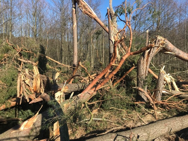 Trąba powietrzna, która 17 lutego przeszła nad powiatem, miała prędkość ponad 180 km/h. Zajrzeliśmy do jej epicentrum.