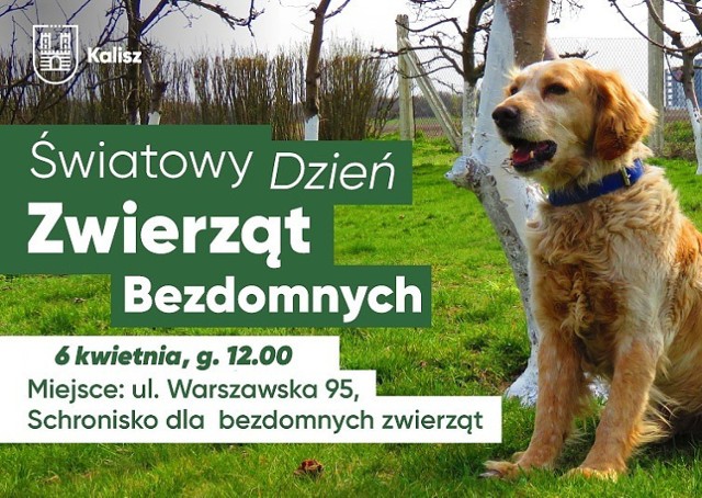 Światowy Dzień Zwierząt Bezdomnych. Dzień pełen atrakcji w kaliskim schronisku