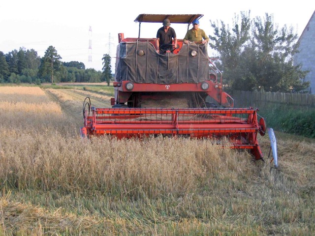 Rolnicy spieszą się ze zbiorem zbóż.