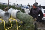 W Tarnowie szczyt sezonu na żywe choinki. W punktach sprzedaży świątecznych drzewek dominują jodły i świerki. Ceny podobne, jak przed rokiem