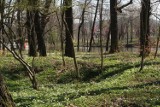 Piękny zbiornik wodny przy ul. Bystrzyckiej w Wałbrzychu wyjątkowo urokliwy wiosną! Zobaczcie zdjęcia