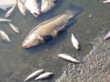 Tysiące śniętych ryb w stawie przy ul. Liściastej w Łodzi 