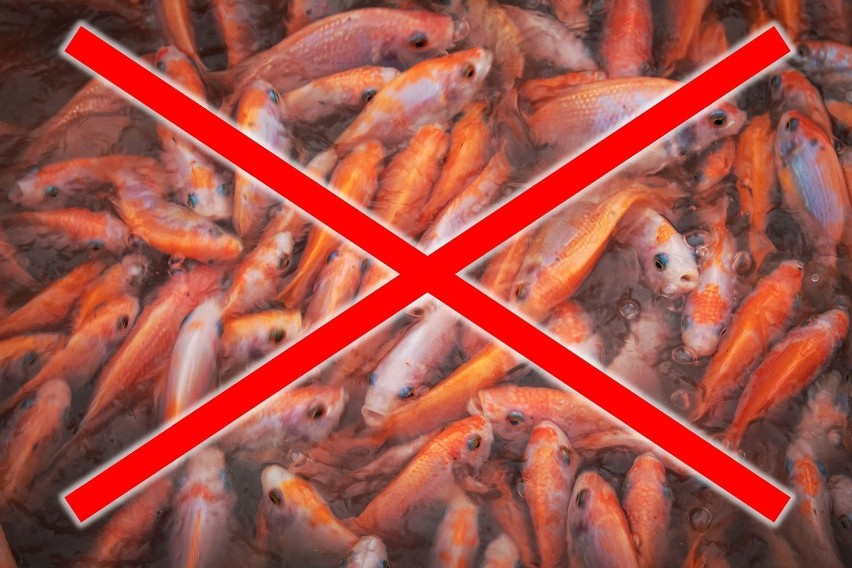 Tych gatunków ryb unikaj, jeśli chcesz uniknąć kłopotów...