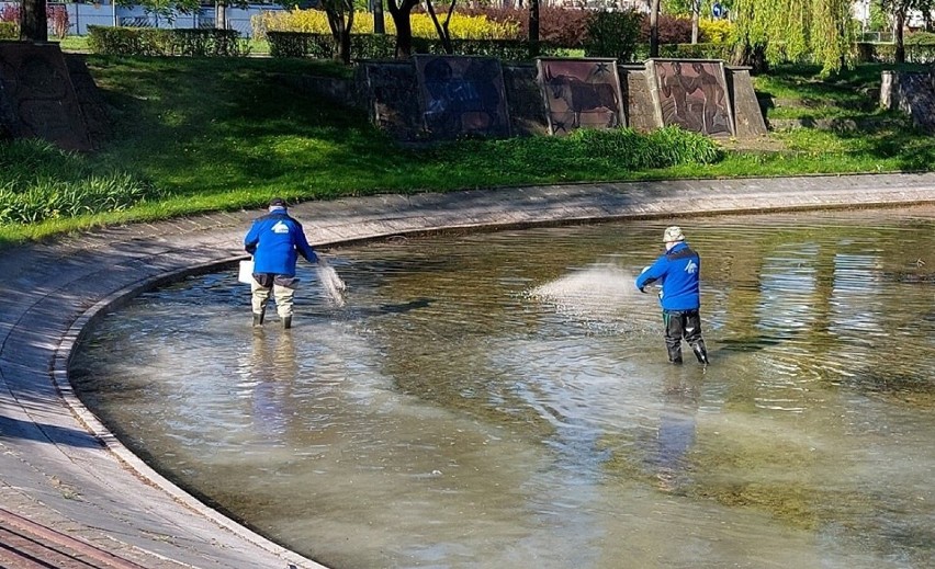 Brzydki zapach z fontanny w Kielcach. To specjalny preparat! Woda dłużej będzie czysta
