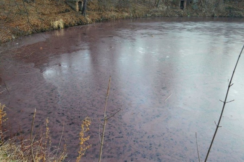 Staw Warszawianka w Świebodzicach zanieczyszczony. Badają plamę na wodzie (ZDJĘCIA) 