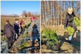 Na ratunek klimatowi! 500 sadzonek przy boisku w Radzimowie. Ogromny odzew na akcję ekologiczną