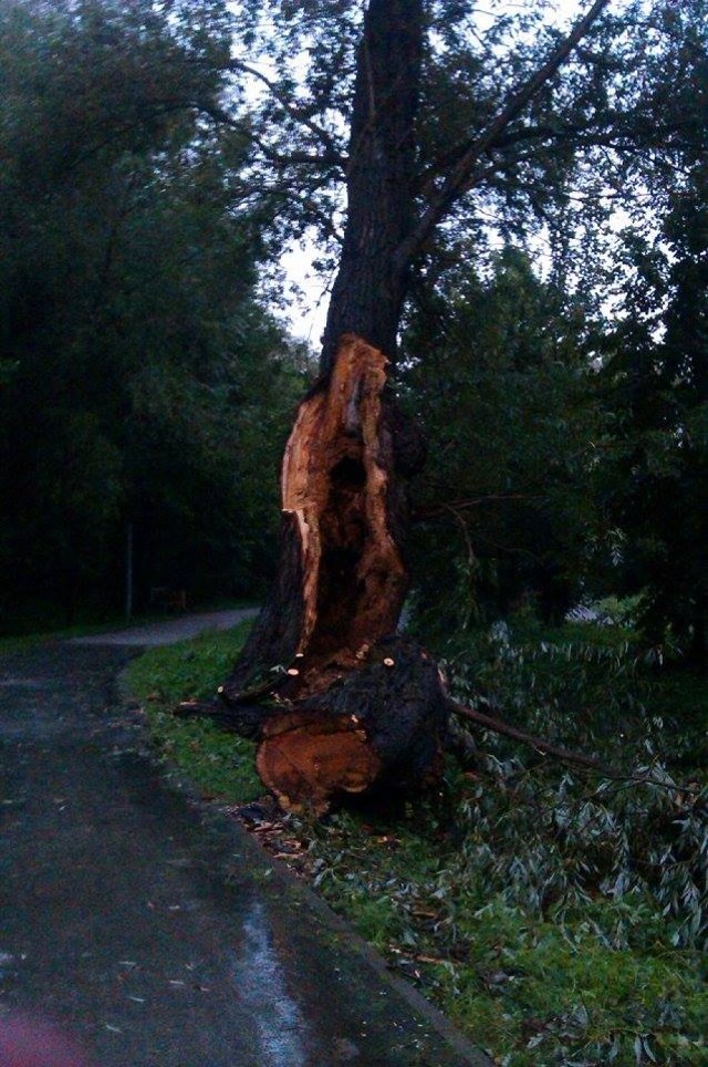 Urzędnicy zapewniają, ze drzewo zostanie wycięte