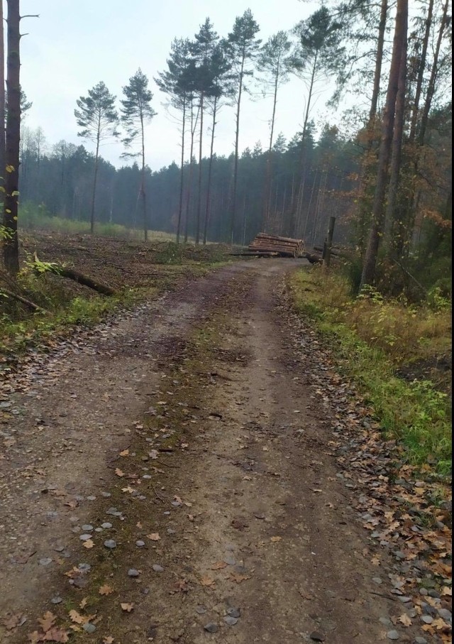 Z zawierciańskiego lasu masowo znikają sosny. Powiat wyjaśnia, dlaczego.