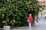 Odkryj romantyczną ścianę róż w sercu Wrocławia: idealne miejsce na sesję zdjęciową
