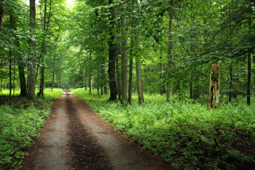 Białoweski Park Krajobrazowy istnieje od ponad 80 lat.
