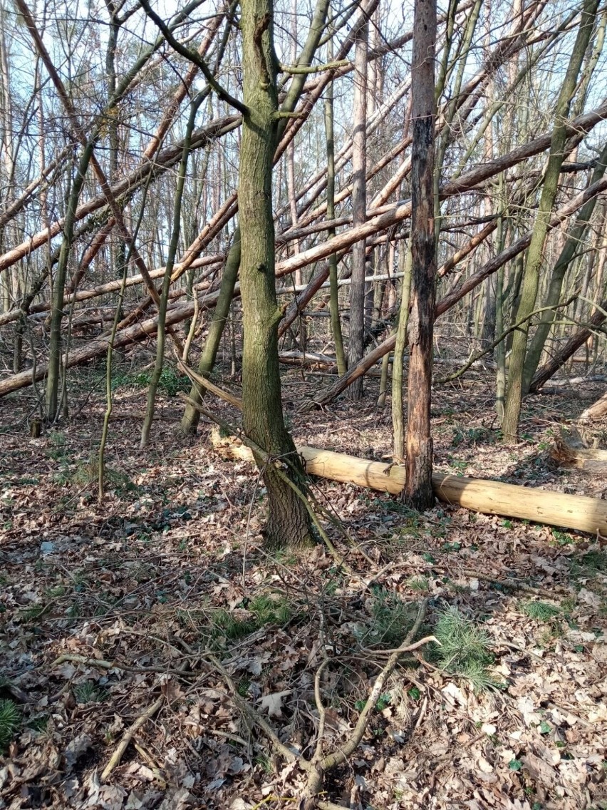 Usuwane będą tylko te drzewa, których nie można leczyć lub...