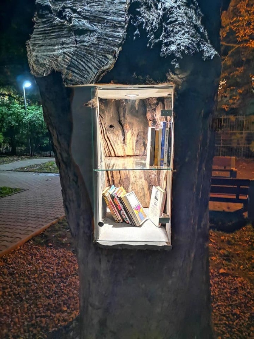 Nietypowa instalacja na Ursynowie. W konarze drzewa zrobiono biblioteczkę plenerową
