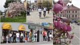 Drugi dzień świąt wielkanocnych w Tarnowie. Piękna pogoda na spacer, kwitnące magnolie i drzewa tarniny oraz oblegane punkty sprzedaży lodów