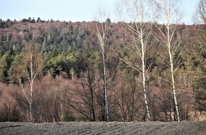 Guciów to jedna z najciekawszych wiosek Roztocza. Piękna...