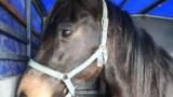 Mieszkanka Wrześni uratowała konia z targu w Skaryszewie. Teraz potrzebuje wsparcia 