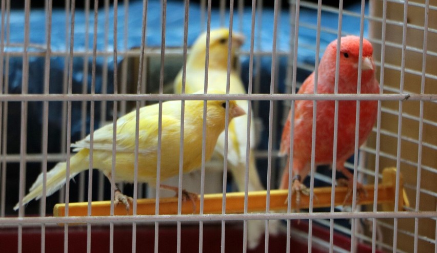 Wystawa ptaków w  Ognisku Pracy Pozaszkolnej w Grudziądzu