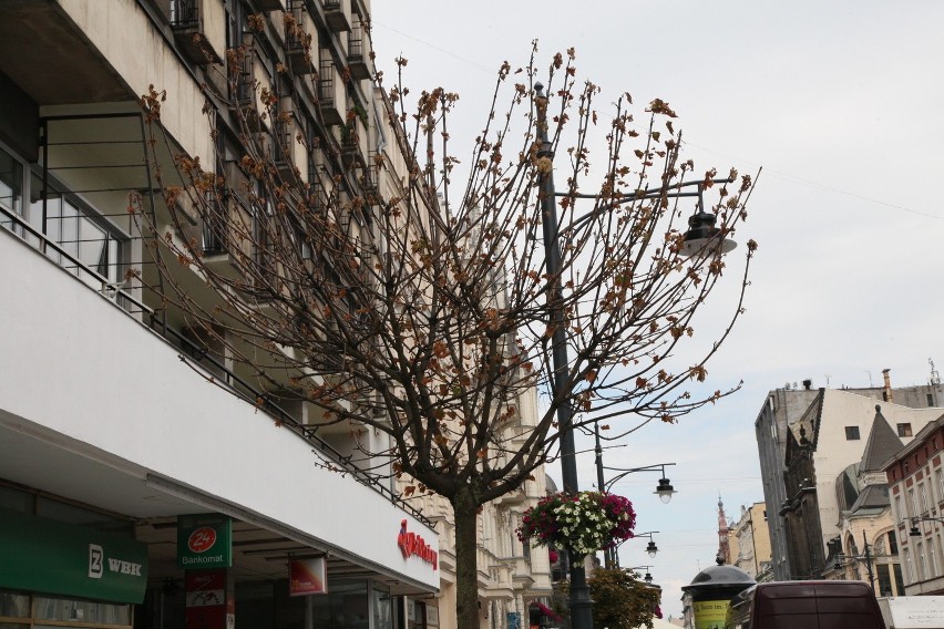 Drzewka na Piotrkowskiej chorują - mają brązowe liście.