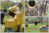 Tak wygląda opieka nad pszczołami w parku na Słodowie we Włocławku [zdjęcia]
