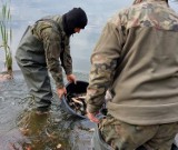 Ciemino, Juchowo, Lipno, Radacz Duży i Radacz Mały koło Szczecinka zarybione [zdjęcia]