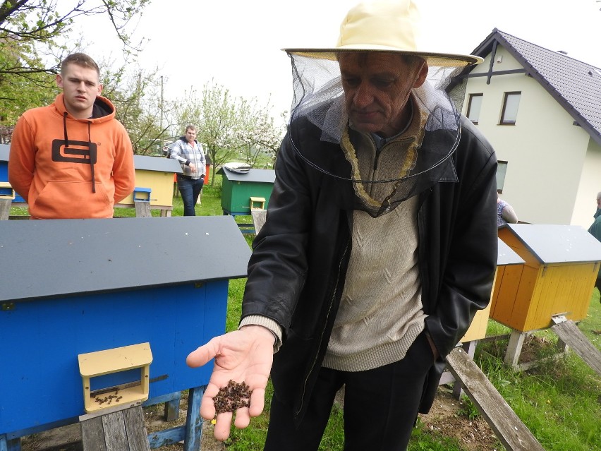 Rolnik zabił 12 milionów pszczół? Straty są ogromne