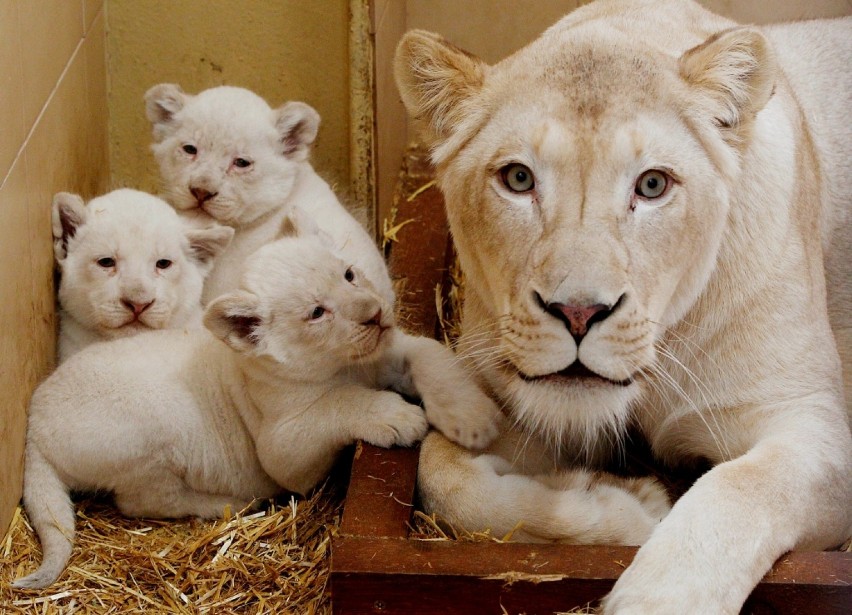 Zoo Safari z Borysewa zaprasza dzieci do...