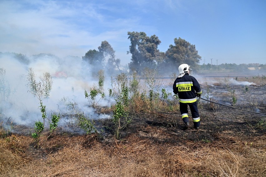 Pożar pola pod Szczecinem. Strażacy kontra żywioł [ZDJĘCIA]