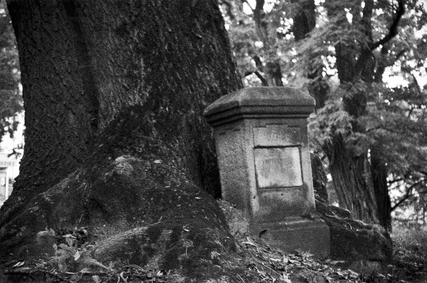 Stary Cmentarz (zdjęcia)